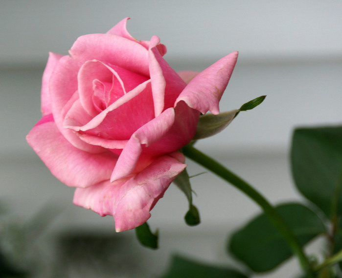 002_edited-2 (700x568, 75Kb)
