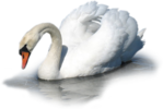  _Swan (2) (700x470, 316Kb)