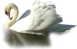  _Swan (4) (700x448, 308Kb)