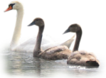  _Swan (6) (700x517, 388Kb)
