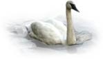  _Swan (8) (700x403, 382Kb)