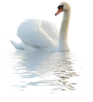  _Swan (10) (453x500, 222Kb)