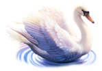  _Swan (12) (497x346, 236Kb)