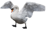  _Swan (14) (500x321, 181Kb)
