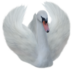  _Swan (16) (500x466, 226Kb)