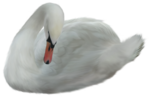  _Swan (18) (500x338, 174Kb)