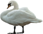  _Swan (22) (500x398, 178Kb)
