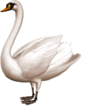  _Swan (30) (563x700, 231Kb)