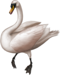  _Swan (35) (558x700, 212Kb)