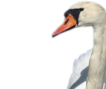  _Swan (38) (700x594, 199Kb)