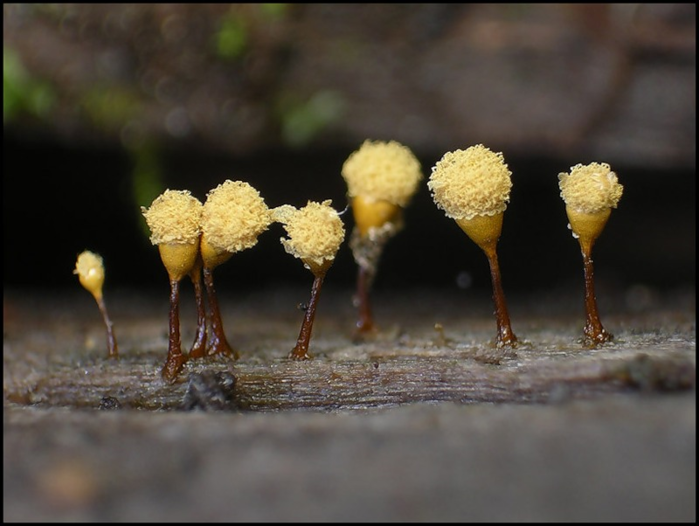 28 Hemitrichia calyculata   ... (700x526, 410Kb)