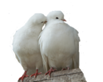  Dove (7) (500x400, 162Kb)