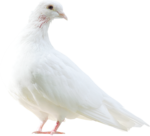  Dove (10) (500x454, 154Kb)