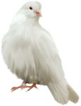  Dove (12) (383x500, 134Kb)