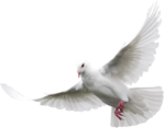  Dove (13) (500x392, 112Kb)