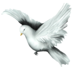  Dove (26) (500x449, 186Kb)