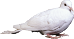  Dove (28) (500x267, 133Kb)