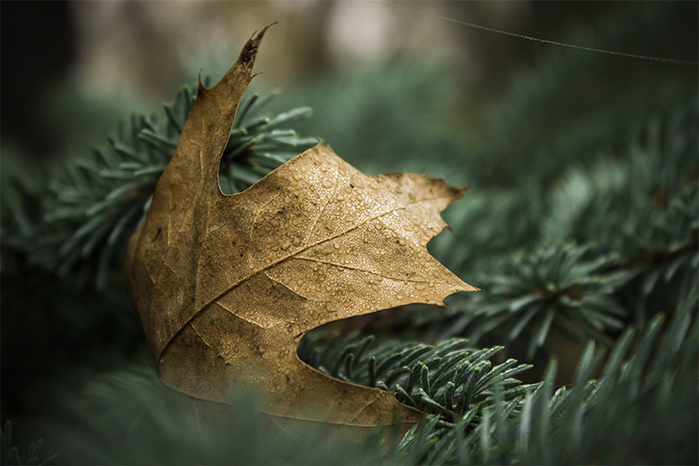 2565770-a36fe325225c992c (700x466, 262Kb)