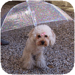 109062570_106076803_ssssssssd (150x150, 36Kb)