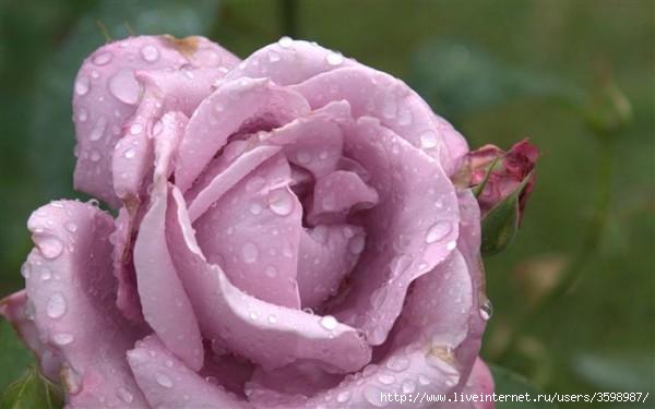 lilac-rose-raindrop-dsc04401_high-600x375 (600x375, 79Kb)