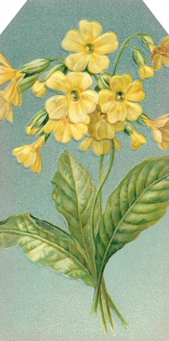 4267534_Floral_tag__yellow_primrose__lilacnlavender (346x700, 219Kb)