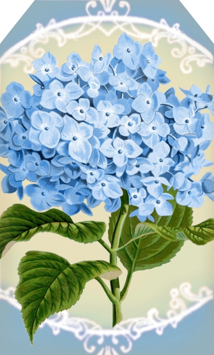 4267534_Hydrangea_in_blue_1__tag_2_5_x_4_2__lilacnlavender (421x700, 229Kb)