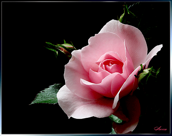 fd016399a2b42851a6370734a4f61770 (600x473, 115Kb)