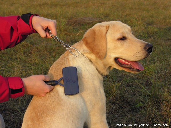 labrador-grooming_0 (600x450, 188Kb)