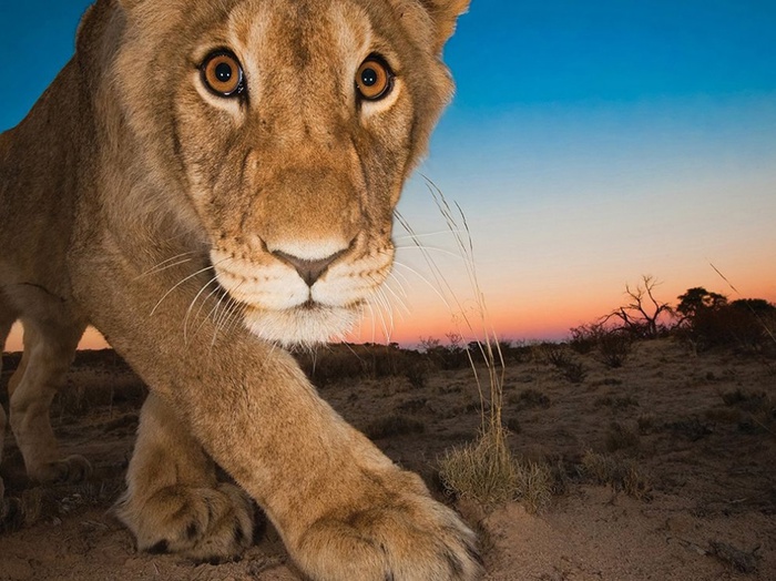 4782756_8270660R3L8T8D1000lionkalaharisouthafrica_82432_990x742 (700x524, 145Kb)