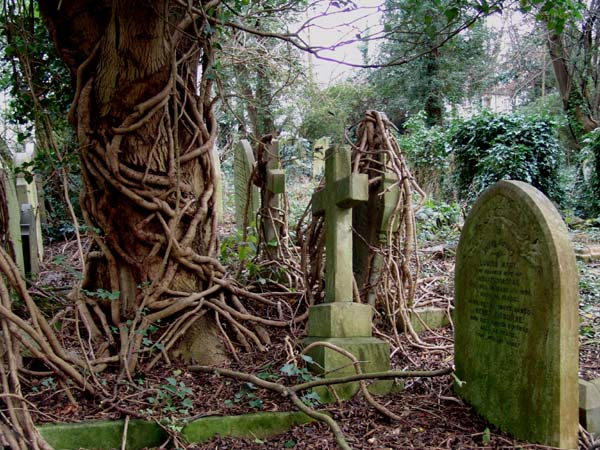 303-highgate_cemetery FOTO 10_vines (600x450, 375Kb)