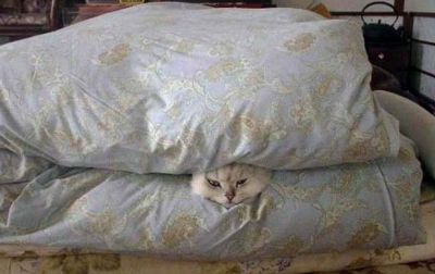кошки постель