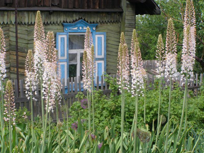 1357639767_eremurus-moschnyy (700x525, 127Kb)