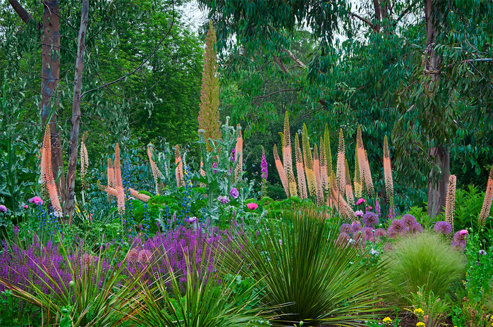 Eremurus-red (700x464, 617Kb)
