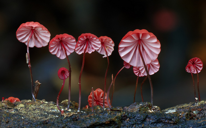 photo-mushrooms-1 (700x437, 305Kb)