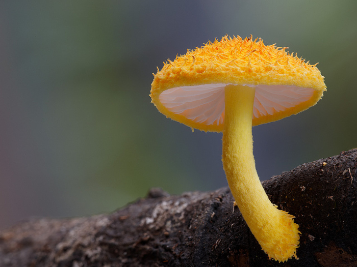 photo-mushrooms-5 (700x525, 280Kb)
