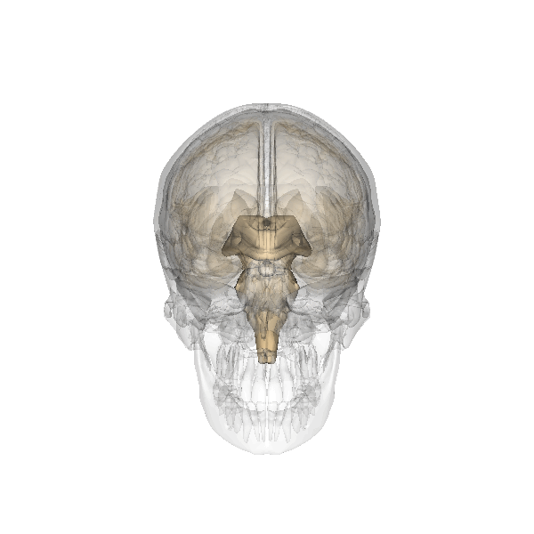 Pineal_gland (600x600, 4537Kb)