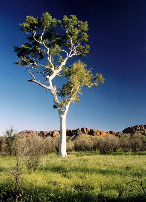 eucalyptus (505x700, 446Kb)