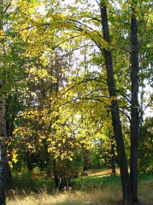 IMG_7987 (525x700, 397Kb)