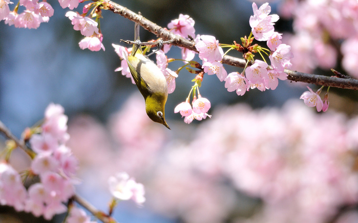 5680772_64087 (700x437, 144Kb)