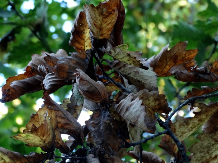5559494_DSC07814 (700x525, 297Kb)