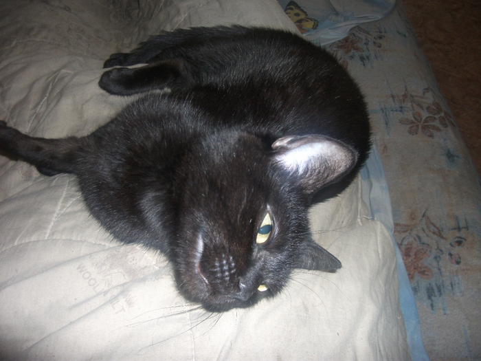 DSCF6026 (700x525, 373Kb)
