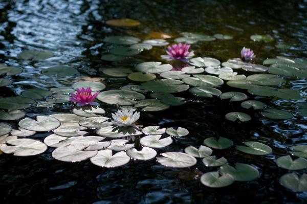 5361707_donpark_lilii1 (600x399, 44Kb)