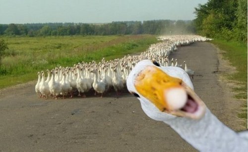 yyyt (500x306, 31Kb)