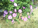  010 (700x525, 623Kb)