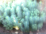  038 (700x525, 591Kb)