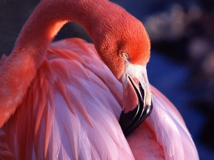 5692032_Flamingo (700x525, 68Kb)