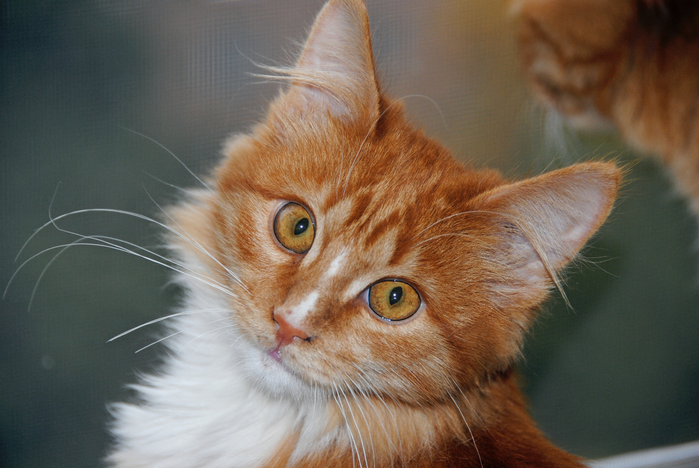 DSC_2883 (700x468, 394Kb)