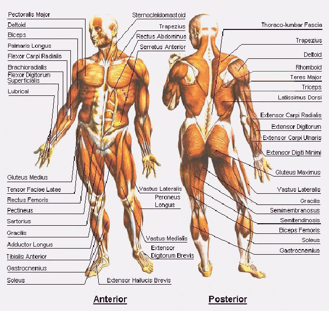 musclez-1 (650x613, 111Kb)