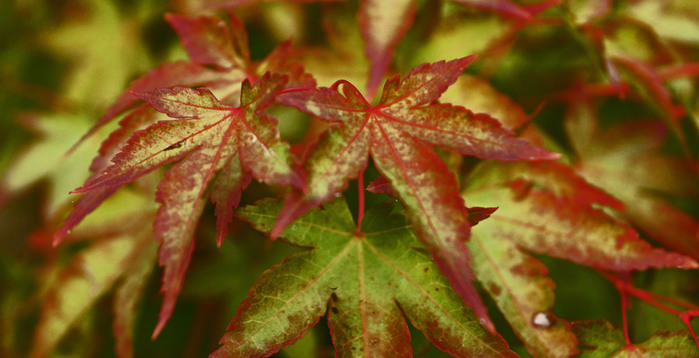 016_edited-2 (700x358, 84Kb)
