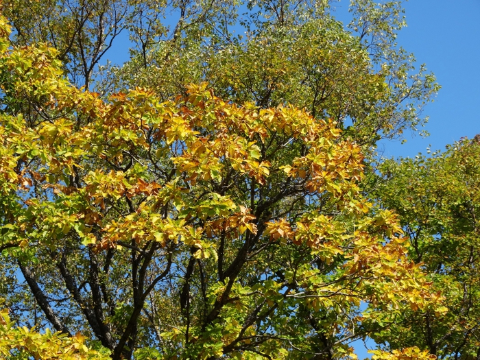 5559494_DSC08227 (700x525, 436Kb)